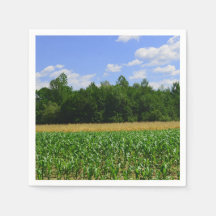 Landsbygdslandskapet maj & vete fält & blå himmel