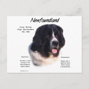 Landseer Newfoundland History, I kärlek Newfiles Vykort