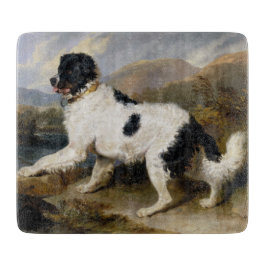 Landseer Newfoundland Hund (Black and White Animal