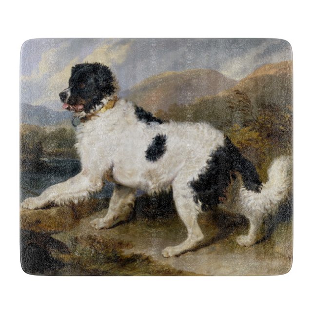 Landseer Newfoundland Hund (Black and White Animal (Framsidan)