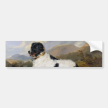 Landseer Newfoundland Hund (Black and White Animal