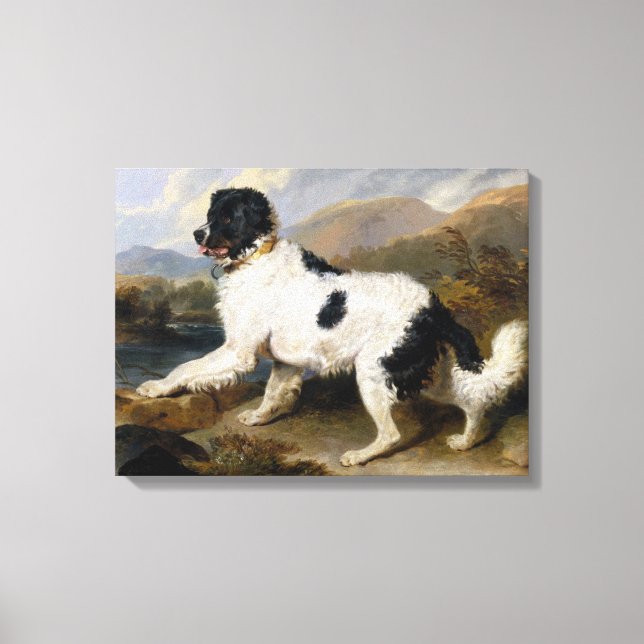 Landseer Newfoundland Hund (Black and White Animal Canvastryck (Framsida)