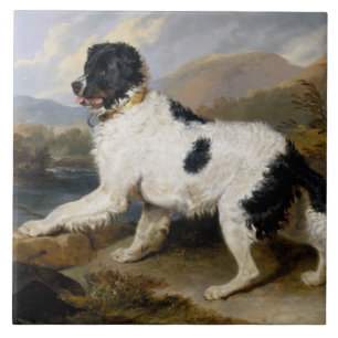 Landseer Newfoundland Hund (Black and White Animal Kakelplatta