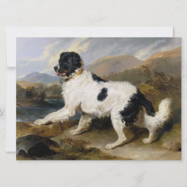 Landseer Newfoundland Hund (Black and White Animal Kort