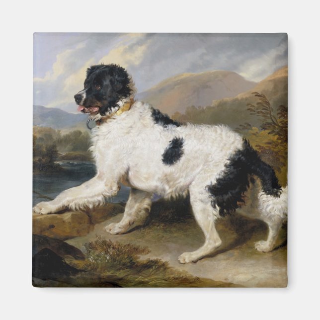 Landseer Newfoundland Hund (Black and White Animal Magnet (Framsidan)