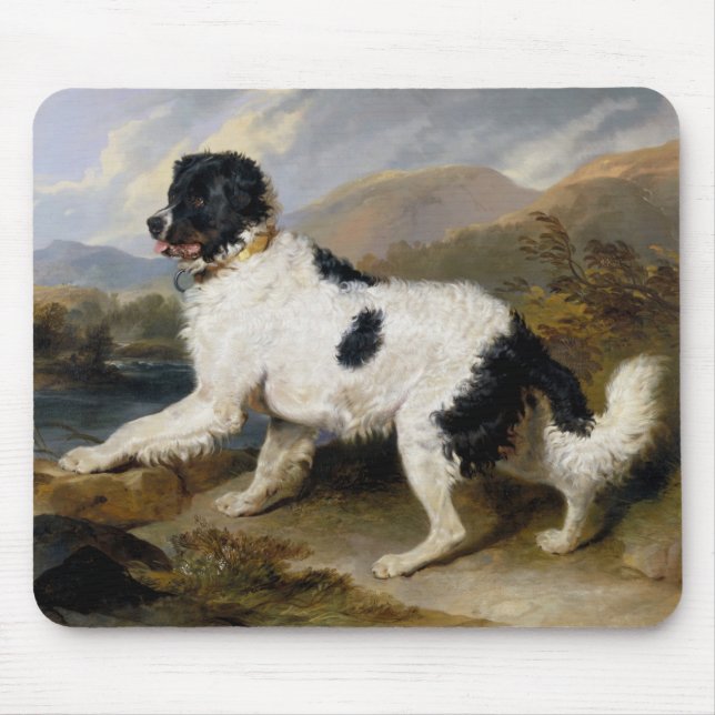 Landseer Newfoundland Hund (Black and White Animal Musmatta (Framsidan)