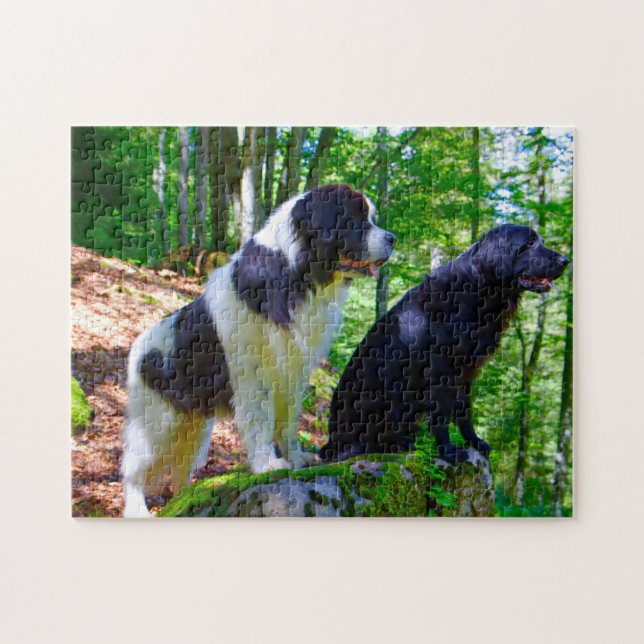 Landseerhund. Pussel (Horisontell)