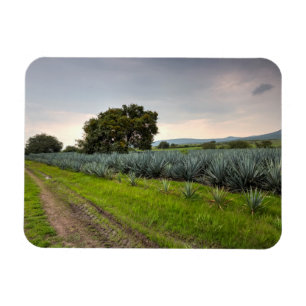 Landskap av blåttAgave Magnet