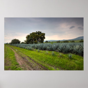 Landskap av blåttAgave Poster