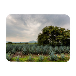 Landskap med blåttAgave Magnet