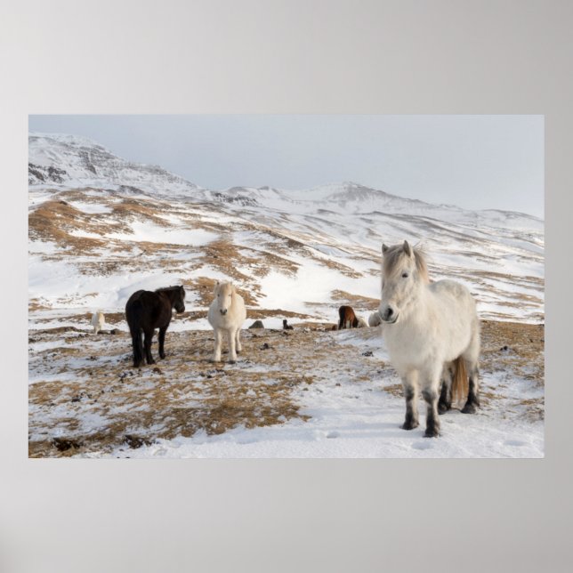 Landskap med isländska hästar poster (Framsidan)