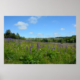 Landskap med lupiner - poster