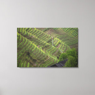 Landskap med risodlingsterrasser i berg, canvastryck