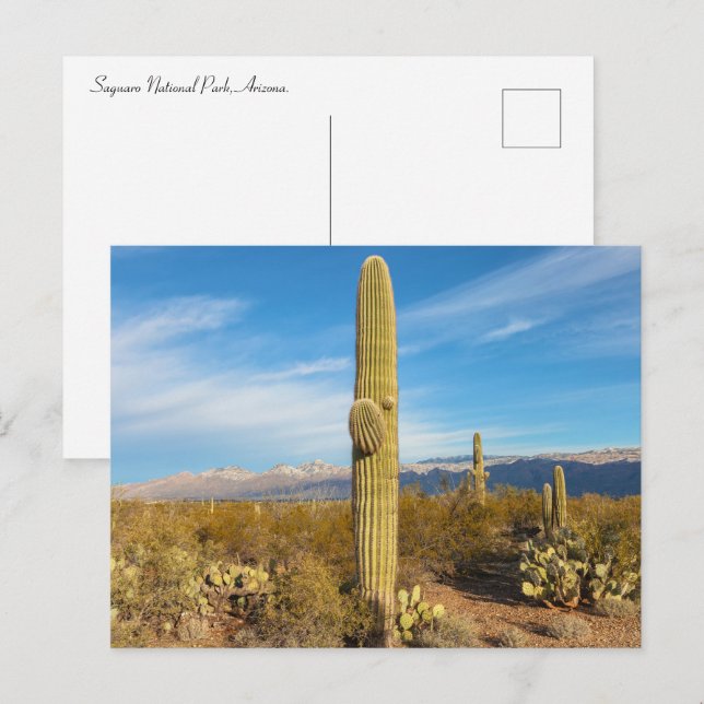 Landskapet i nationalparken Saguaro Vykort (Fram/baksida)