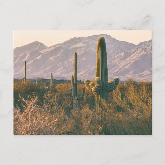 Landskapet i nationalparken Saguaros Vykort (Framsida)