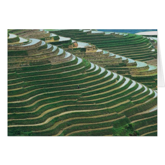 Landskapet i ris terrasser i berget, 3 hälsningskort (Framsidan Horizontal)