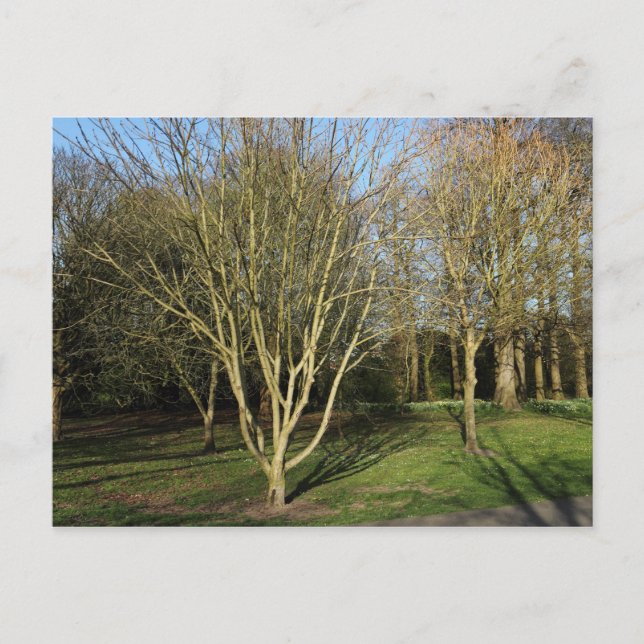 Landskapet i Tidigt Vår Vykort (Framsida)