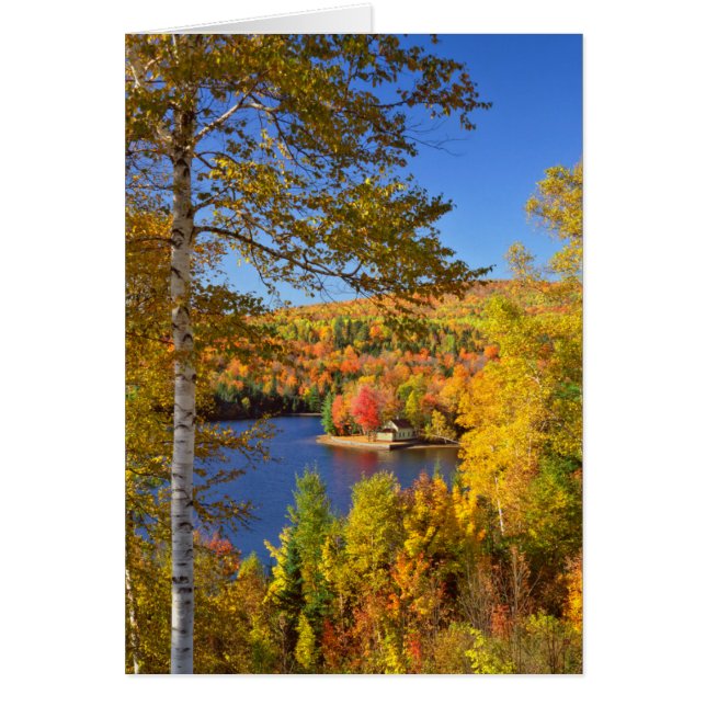 Landskapet träd hösten, Maine Hälsningskort (Framsidan)