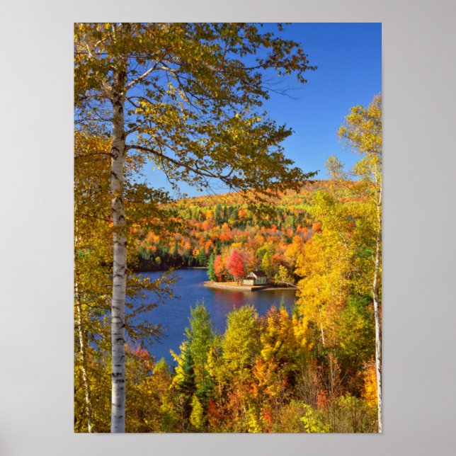 Landskapet träd hösten, Maine Poster (Framsidan)