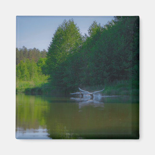 Landskapets landskapsområde Svanar Magnet (Framsidan)