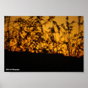 Landskapsbild Orange Solnedgång Silhuett Poster