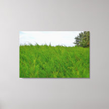 Landskapsfoto av mjukt, fluffigt gräs i vinden