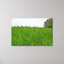 Landskapsfoto av mjukt, fluffigt gräs i vinden canvastryck