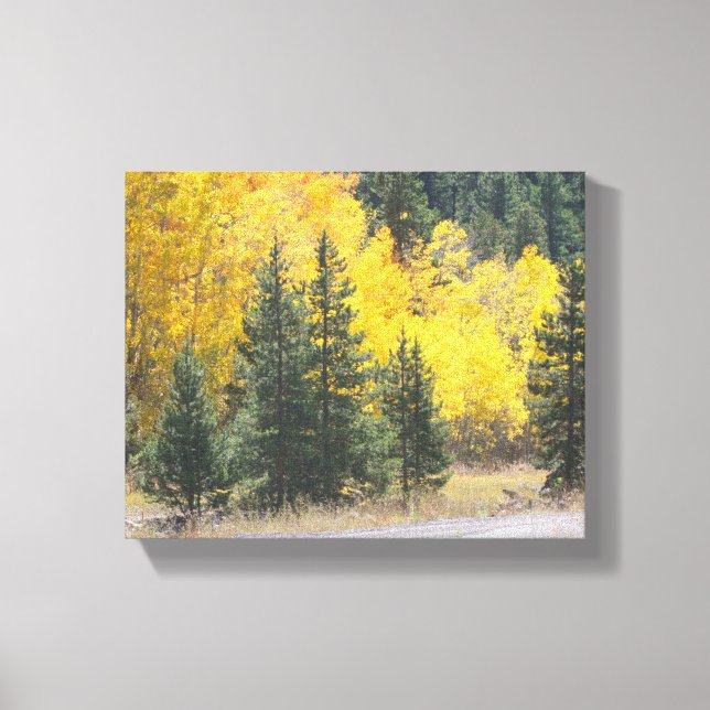 Landskapsfoto för hösten Gult Träd Aspen Canvastryck (Framsida)