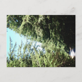 Landsparken Forested Road Moran Vykort