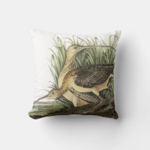 Lång-fakturerad Curlew vid Audubon