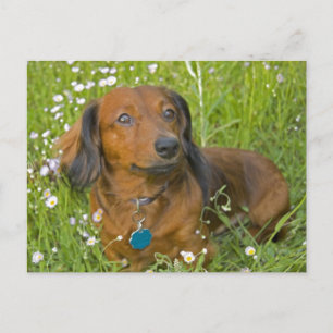 lång hågad dachshund vykort