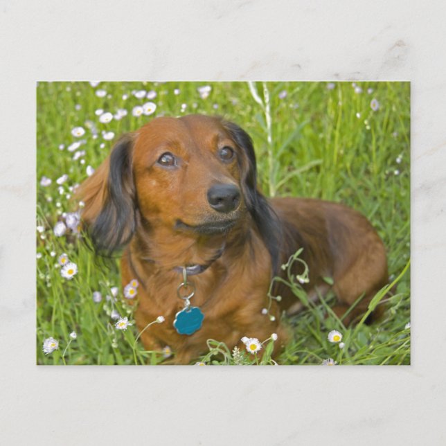 lång hågad dachshund vykort (Framsida)
