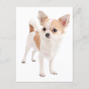 Lång Hair Chihuahua Puppy-Hund Vykort