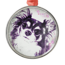 Lång Haired Chihuahua