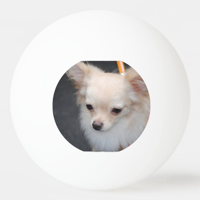 Lång Haired Chihuahua Pingisboll (Framsidan)