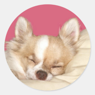 Lång haired Chihuahua Runt Klistermärke