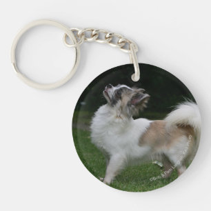 Lång Haired Chihuahua tittar kamera