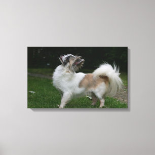 Lång Haired Chihuahua tittar kamera Canvastryck