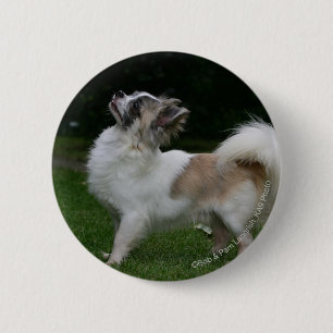 Lång Haired Chihuahua tittar kamera Knapp