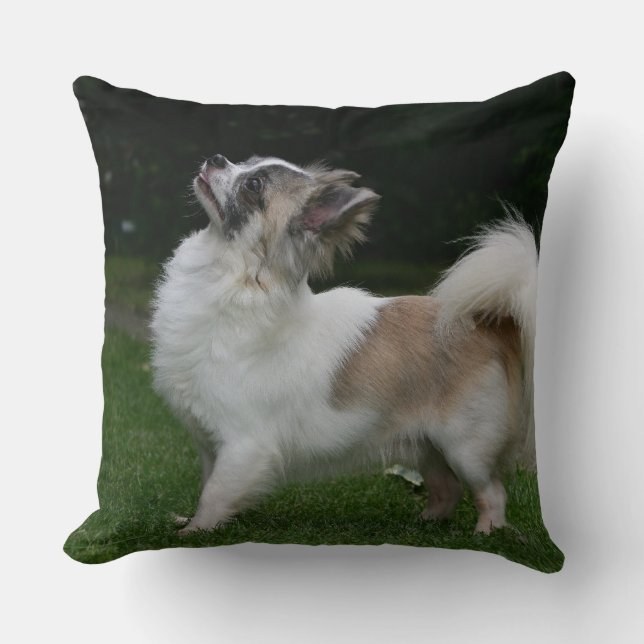 Lång Haired Chihuahua tittar kamera Kudde (Framsida)