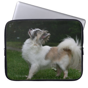 Lång Haired Chihuahua tittar kamera Laptop Sleeve