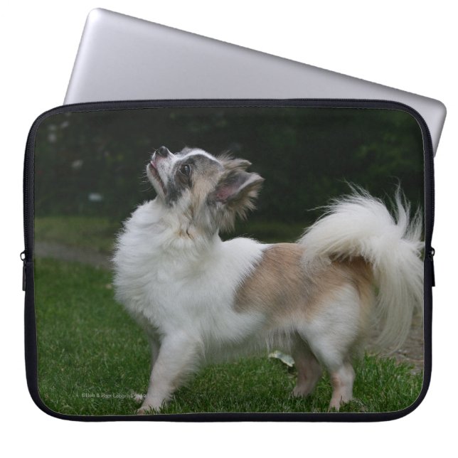 Lång Haired Chihuahua tittar kamera Laptop Sleeve (Framsidan)
