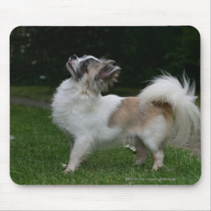 Lång Haired Chihuahua tittar kamera Musmatta