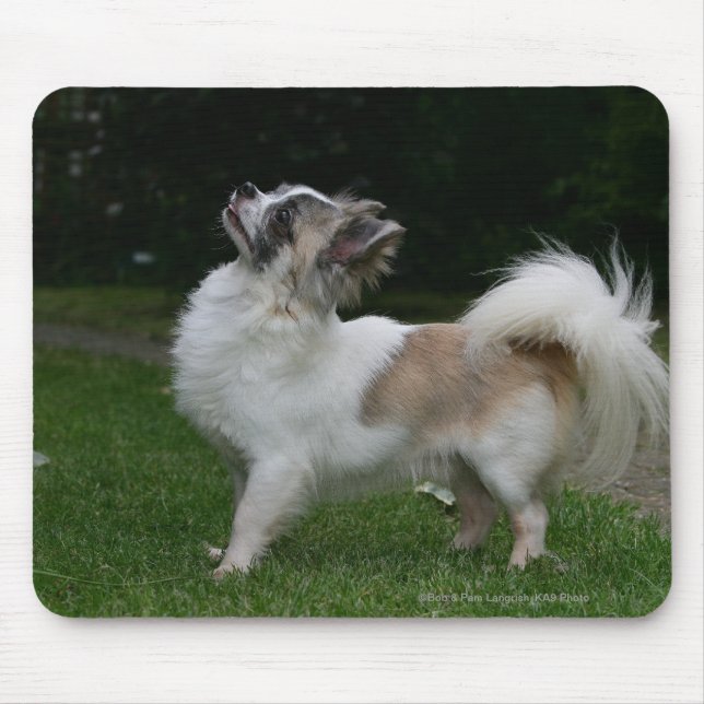Lång Haired Chihuahua tittar kamera Musmatta (Framsidan)