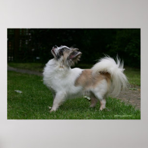 Lång Haired Chihuahua tittar kamera Poster