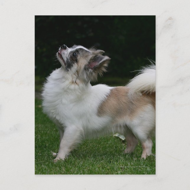 Lång Haired Chihuahua tittar kamera Vykort (Framsida)