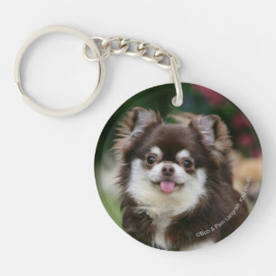 Lång Haired ChihuahuaHeadshot 1