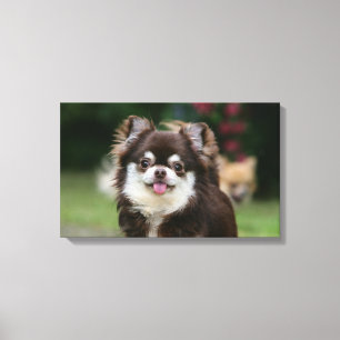 Lång Haired ChihuahuaHeadshot 1 Canvastryck