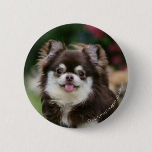 Lång Haired ChihuahuaHeadshot 1 Knapp