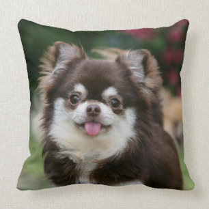 Lång Haired ChihuahuaHeadshot 1 Kudde